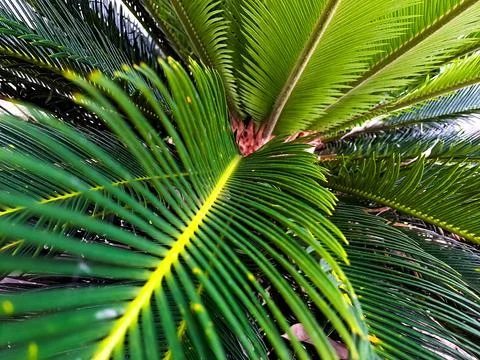 Lush green leave Stock Photos