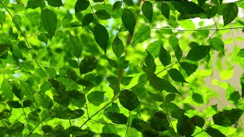Lush green leaves and branches backlit with warm sunlight, layered foliage Stock Footage 346475226