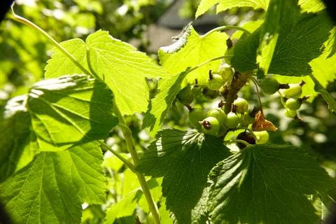 Lush Green Leaves and Developing Fruit in a Sunlit Garden During Early Summer Stock Photos