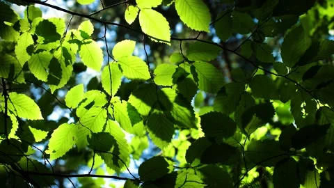 Lush green leaves background loop video Video stock 161864615