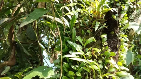 Lush green leaves cascade in dense clusters Stock Footage 332583343