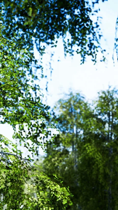Lush green leaves dance under a bright blue sky in a serene forest Video stock 334256727