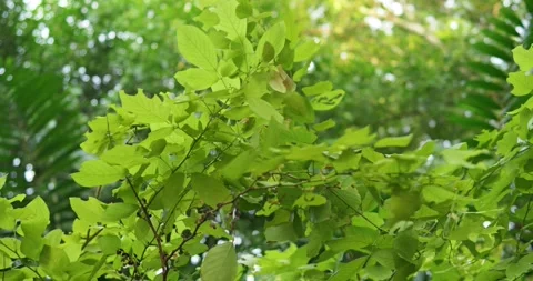 Lush green leaves dancing in breeze tropical forest nature outdoor close-up Video stock 335228045