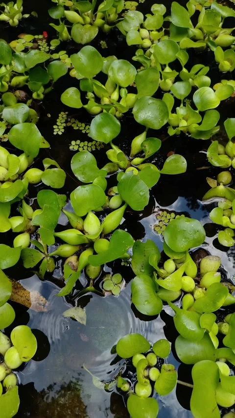 Lush green leaves float atop still pond water Stock Footage 331787583