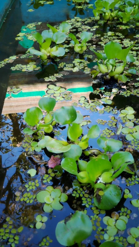 Lush green leaves float on calm water surface Stock Footage 330845370