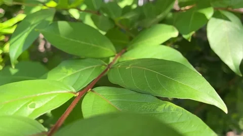Lush green leaves Stock Footage 156935856