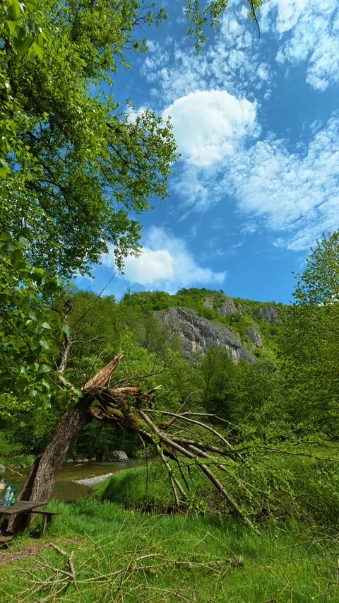 Lush green leaves frame a clear blue sky. Gradac River, Serbia. Vertical Видео 334680170