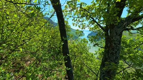 Lush green leaves frame a tranquil lake. Balkan, Eastern Europe, POV Vídeos de archivo 333348837