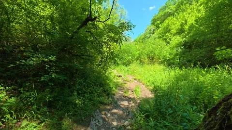 Lush green leaves frame a winding forest trail. Gradasnica River Canyon, Serbia Vídeos de archivo 342320432