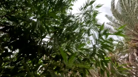 Lush Green Leaves of Mango Tree with Date Palms and Cloudy Sky Stock Footage 341687920