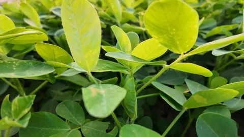 Lush Green Leaves in Spring Stock Footage 306919577