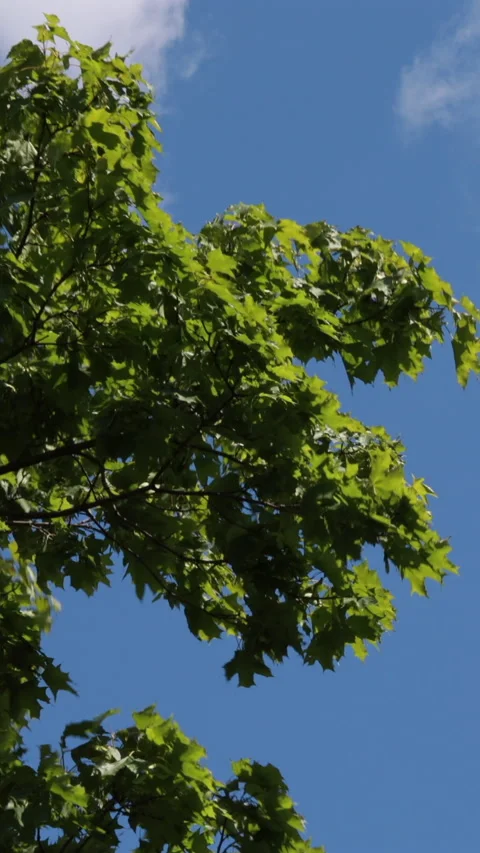Lush Green Leaves On Tree Branches Gently Sway In The Breeze Against A Bright Bl Stock Footage 319208583