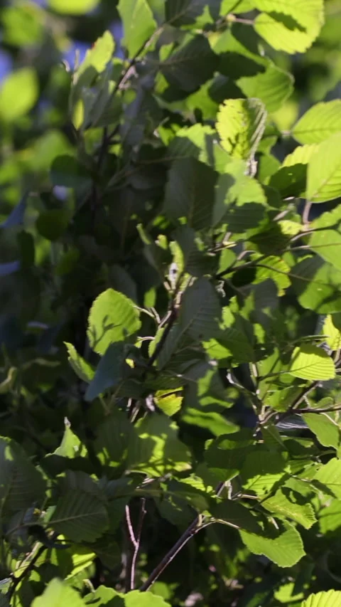 Lush Green Leaves Of A Tree In Sunlight Close-Up Stock Footage 303477445