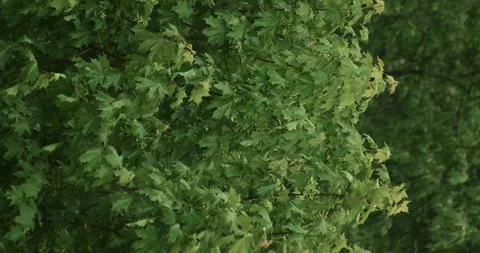 The lush green leaves of a tree sway in the wind, creating a closeup nature Stockbeeldmateriaal 277596452