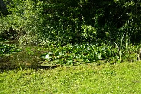 Lush green lily pads float on calm, shallow water Stock Photos