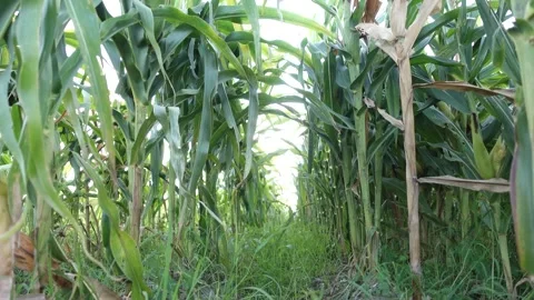 Lush green maize field with young corn plants ripening under the sun Stock Footage 316494145