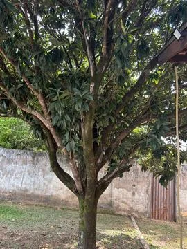Lush green mango tree in backyard Stock Photos
