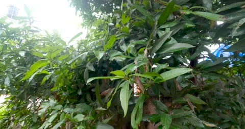 Lush Green Mango Tree Stock Footage 313149246
