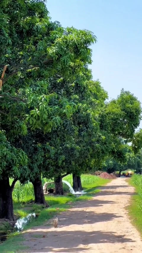 Lush Green Mango Trees lining a Rural Village Path with Water Pump - 4K Vídeos de archivo 332247173