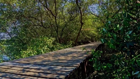 Lush green mangrove forest ecosystem along coastal wetland water in Java Is.. Stock Footage 345866446