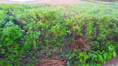 Lush green manicured hedge bordering a park pathway with fallen leaves Stock Footage 329616413