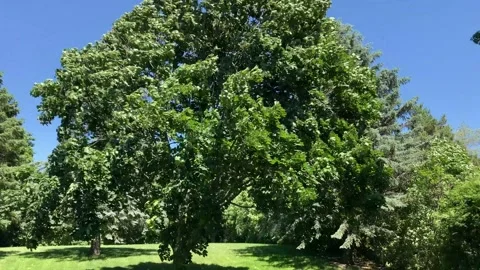 Lush green maple blows in very strong winds in park Stock Footage 225495160