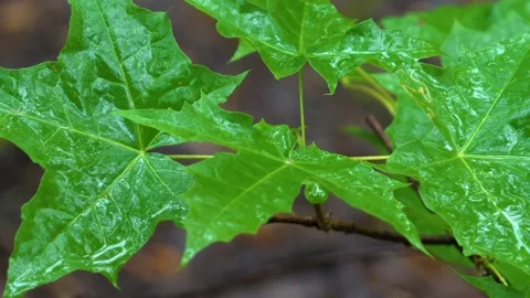 Lush Green Maple Leaves with Raindrops in Southern Urals Forest Stock Footage 325358536
