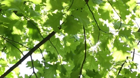 Lush green maple leaves with sunlight creating natural bokeh effect Stock Footage 312012859