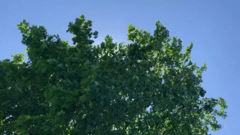 Lush green maple tree blowing in very strong wind Stock Footage 225509964
