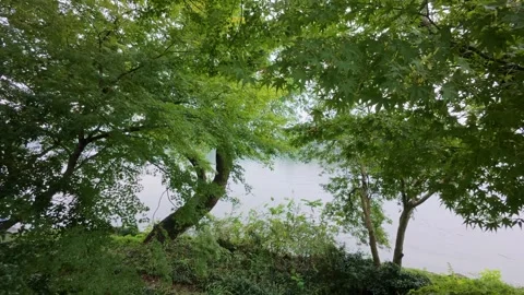 Lush green maple tree branches framing a calm lake water surface Stock-Footage 347458627