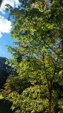 Lush Green Maple Tree Canopy Against Clear Blue Sky with Clouds 库存照片