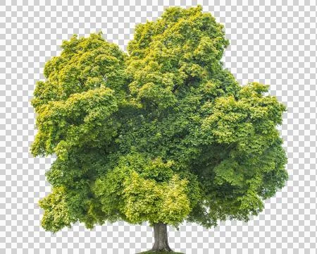 Lush green maple tree with dense foliage isolated on a transparent background Stock Photos