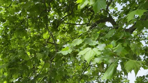 Lush Green Maple Tree Leaves Swaying in Gentle Summer Breeze Stock Footage 336702805