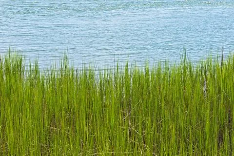 Lush Green Marsh Grass Bordering the Water Stock Photos