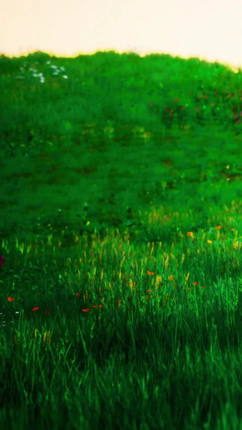 Lush green meadow adorned with vibrant wildflowers at golden hour Stock Footage 335097909