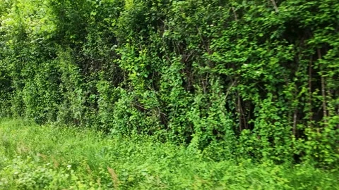 Lush Green Meadow and Dense Forest Edge in Paris Countryside Stock-Footage 335361578