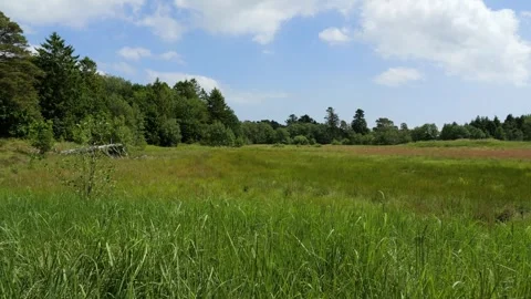 Lush green meadow and forest with blue sky Stock Footage 337735935