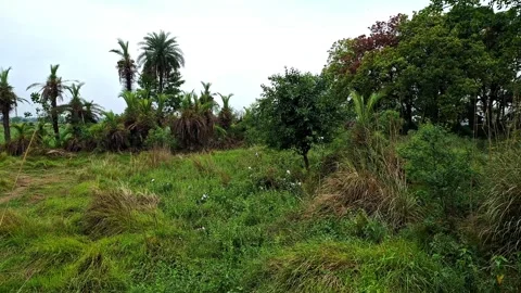 Lush Green Meadow With Diverse Trees Vídeo Stock 334639873
