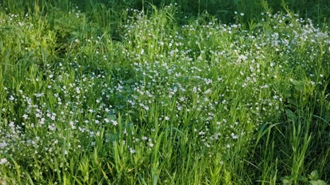 A lush green meadow filled with small white wildflowers under soft sunlight. Stock Footage 294375574