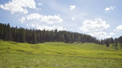 Lush Green Meadow with Pine Forest Under Blue Sky Stock Footage 303945956