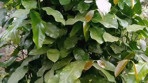 Lush Green Melinjo Tree Growing in a Tropical Garden Video stock 340887600