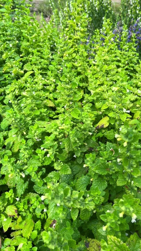 Lush green mint plant grows in the garden. Video stock 344190197