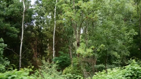 Lush green mixed forest with tall trees and dense undergrowth Vídeo Stock 339634710