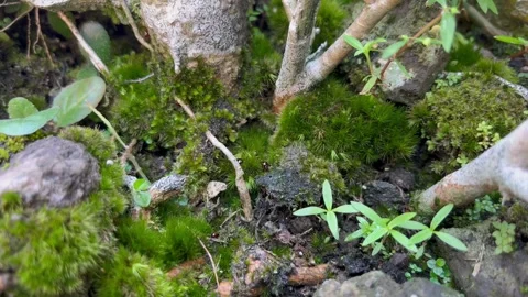 Lush Green Moss and Tiny Plants Growing Around the Base of a Tree Stock Footage 340260069