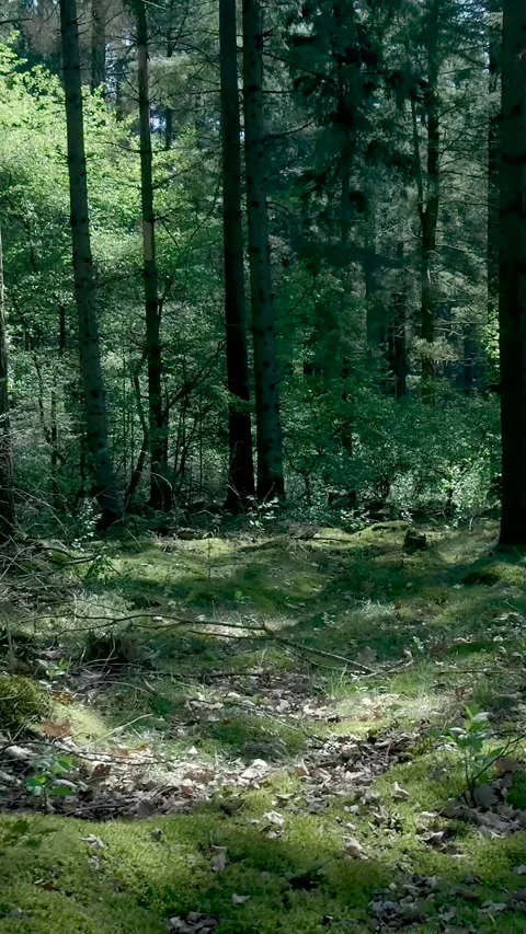 Lush Green Moss And Trees In Sunny Forest Clearing Stock Footage 335476677