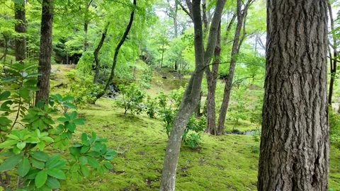 Lush green moss-covered ground in serene Japanese garden Stock Footage 346341542