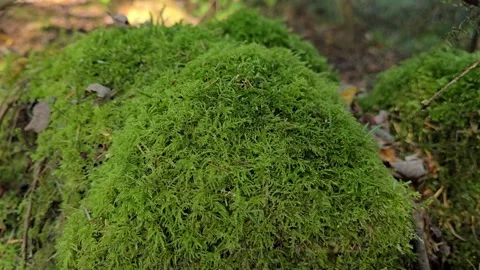 Lush green moss covered mound in a Norwegian forest with moving shadows Stock Footage 344472011