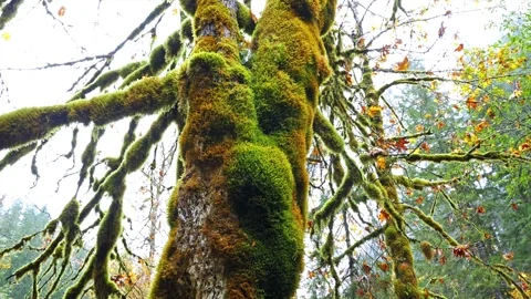 Lush Green Moss-Covered Trees in a Temperate Rainforest 스톡 동영상 332143208