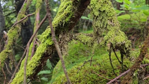 Lush green moss covering trees and rocks in Norwegian forest. Stock Footage 340917667