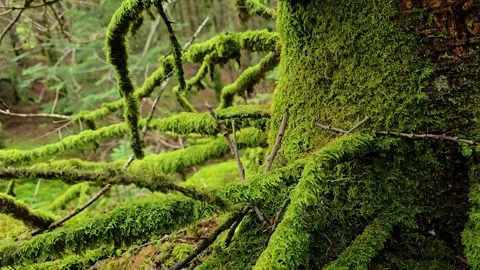 Lush green moss covering trees and rocks in old forest. Stock Footage 340917703